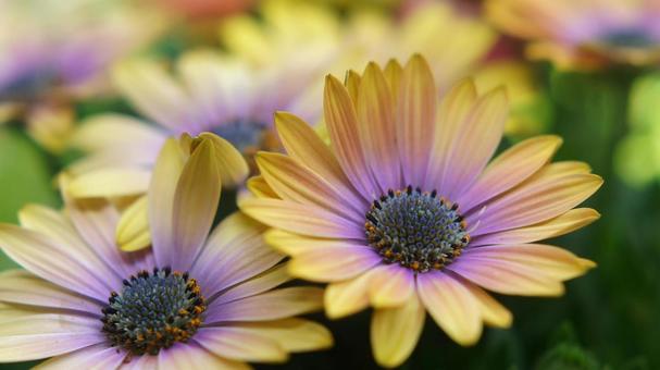 スプリングガーデン-1744の写真