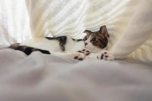 タオルケットの中の猫_06 タオルケットの中の猫_06 猫画像,ねこ写真,タオルケットの写真素材