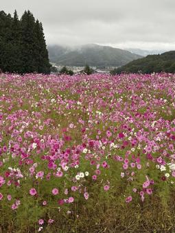 早朝のコスモスの写真