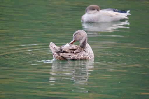 オカヨシガモ オカヨシガモ,観察,鳴くの写真素材