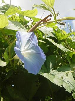 朝顔とカマキリ あさがお,花,夏の写真素材