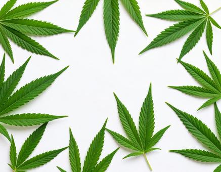 大麻草の葉 大麻草の葉の写真