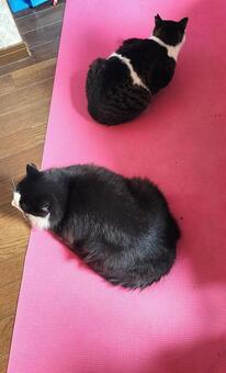 ヨガで猫背解消！ 猫,ハチワレ,二匹の写真素材