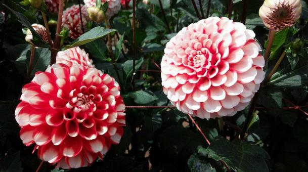 花 花 写真,花,旅行の写真素材