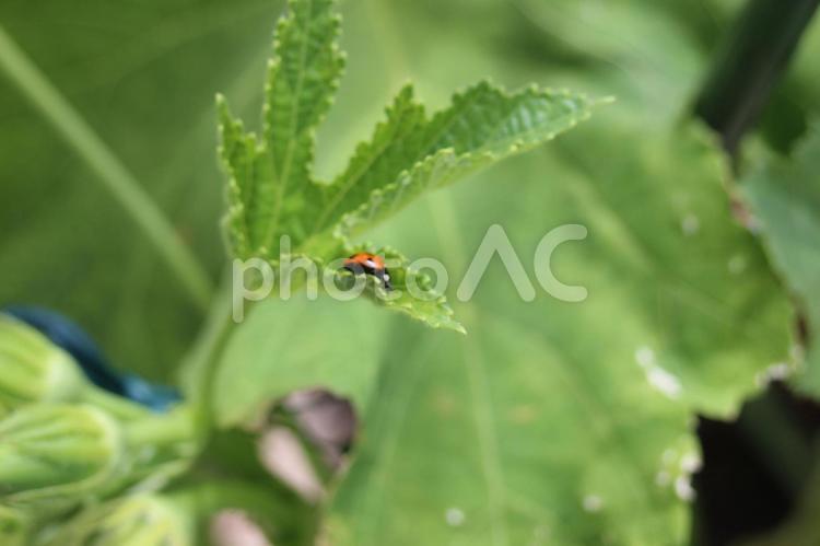 オクラの葉とてんとう虫　3 オクラの葉,テントウムシ,オクラの写真素材