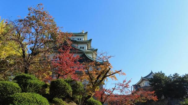 名古屋城　天守　紅葉 名古屋城,尾張徳川家,御三家の写真素材
