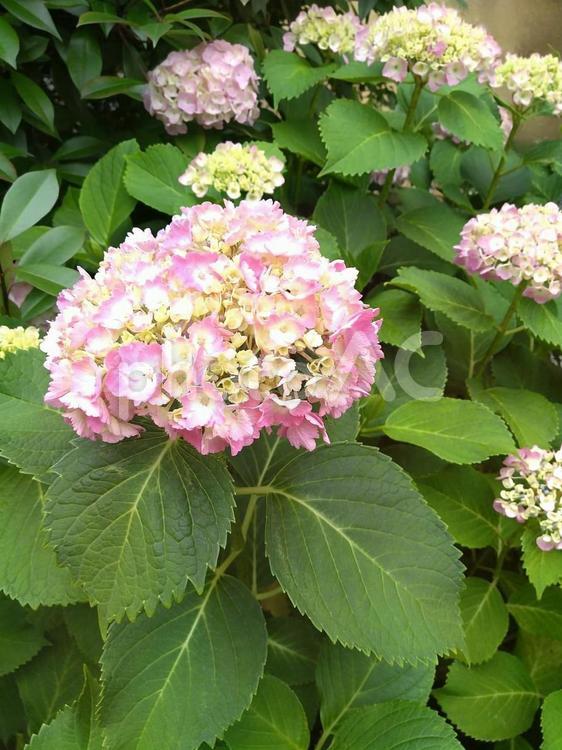 紫陽花　うすピンク　横から撮影 紫陽花,あじさい,花の写真素材
