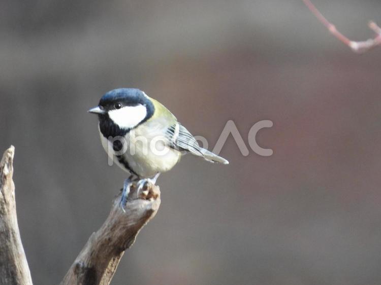 小根山野鳥の森で撮ったシジュウカラ バードウォッチング,シジュウカラ,小鳥の写真素材