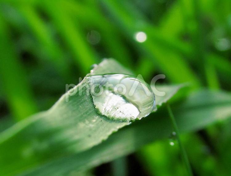 水滴と緑の葉の風景 水滴,しずく,雨の写真素材