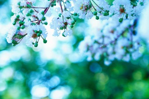 サルスベリ 花,百日紅,サルスベリの写真素材