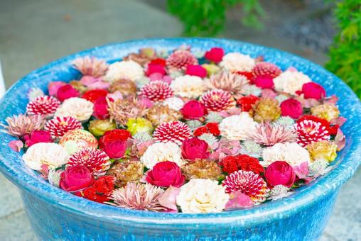 彩り豊かな花手水 花,フラワー,花手水の写真素材