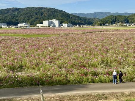 福井県 曇り空と宮ノ下コスモス公苑 福井県 曇り空と宮ノ下コスモス公苑 コスモス,福井県,宮ノ下コスモス公苑の写真素材
