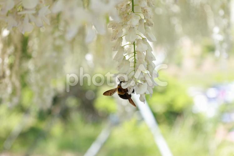 白い　藤の花　ハチ 藤の花,白,5月の写真素材
