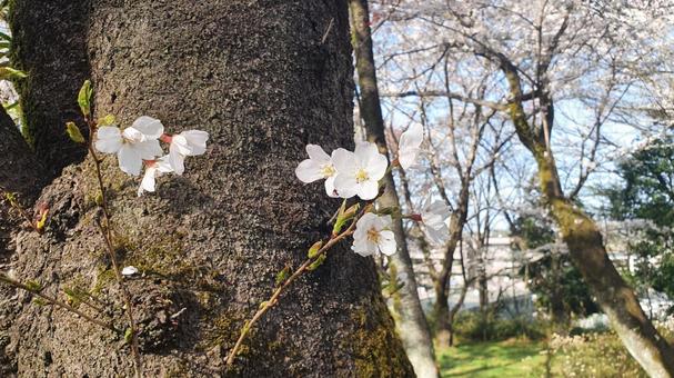 春が来る、かわいいさくらの花03 春が来る、かわいいさくらの花03の写真