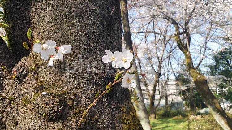 春が来る、かわいいさくらの花03 桜,春,4月の写真素材