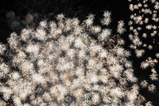 花火 花火の写真