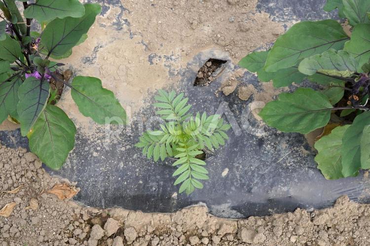 マリーゴールドの植え付け（畝）05 マリーゴールド,花,苗の写真素材