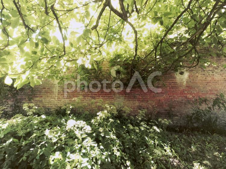 モクレンとレースフラワーの庭・フランス・ノルマンディー 緑,ナチュラル,モクレンの写真素材