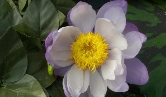 睡蓮 睡蓮 睡蓮,蓮,花の写真素材