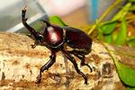 木を登る元気な「カブトムシの雄」 カブトムシ,昆虫,虫かごの写真素材