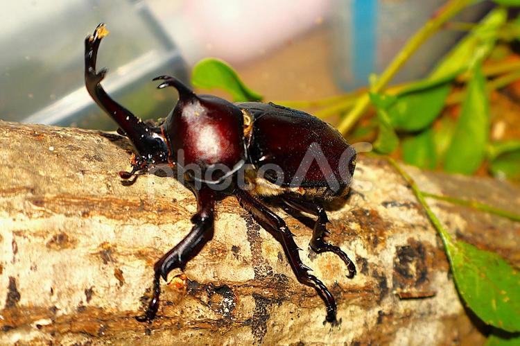 木を登る元気な「カブトムシの雄」 カブトムシ,昆虫,虫かごの写真素材