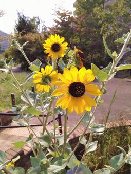 小ぶりのひまわりの写真