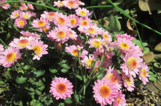 菊の花 菊,キク,花の写真素材