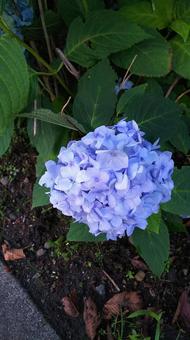 紫色のあじさい 紫陽花,花,花壇の写真素材