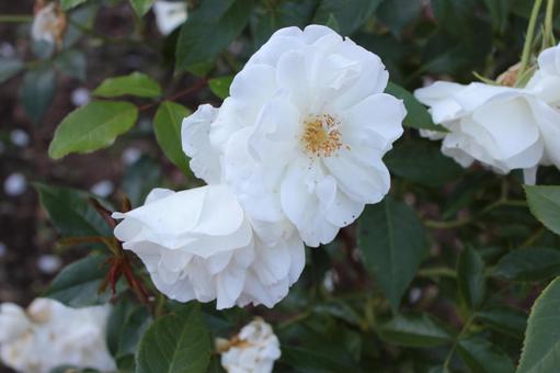 ばら187 ばら187 バラ,薔薇,自然の写真素材