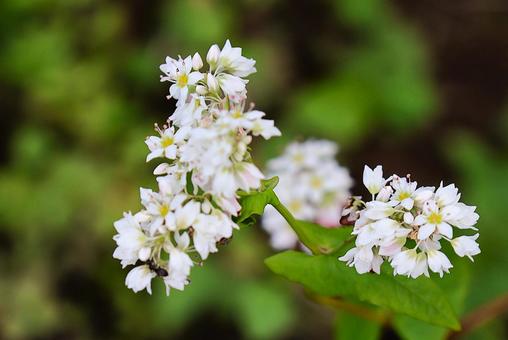 9月下旬まんのう町島ヶ峰の天空のソバの花 9月下旬まんのう町島ヶ峰の天空のソバの花 ソバ,蕎麦,花の写真素材
