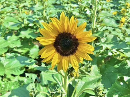 ひまわり ひまわり ひまわり,花,夏の写真素材
