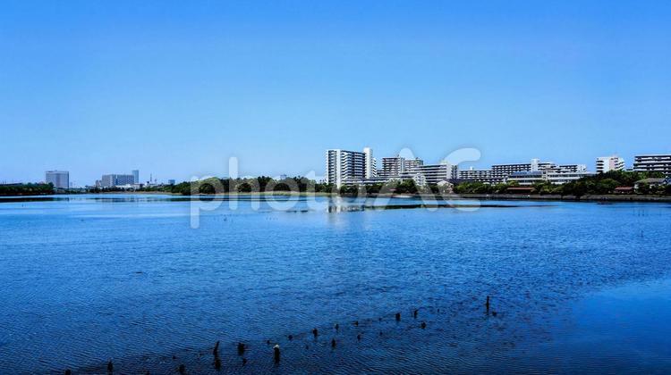 谷津干潟・青い水面と青空・千葉県習志野市 初夏,谷津干潟公園,千葉県の写真素材