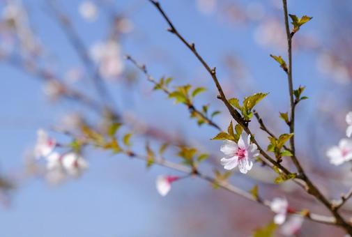Cherry blossom petals, JPG