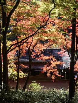 香嵐渓の紅葉 愛知の絶景 モミジ 秋風景 紅葉,秋,モミジの写真素材