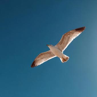 青い空、飛ぶカモメ 青い空、飛ぶカモメの写真