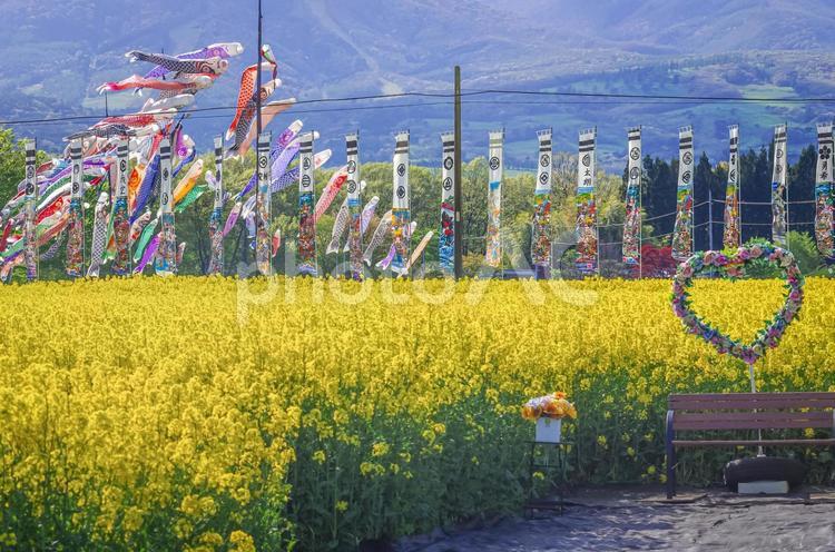 栃木県那須町　ハートフルファームの春 栃木県,那須町,スポットの写真素材