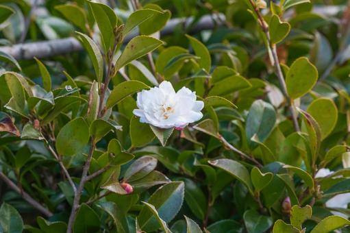 緑の葉に映える白い山茶花の花 緑の葉に映える白い山茶花の花の写真