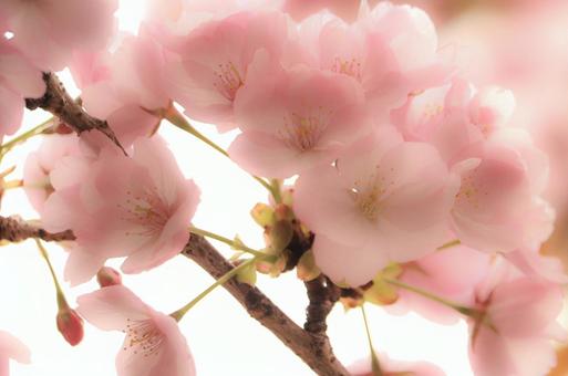 桜 桜の写真