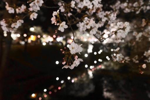夜桜 夜桜の写真