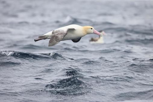 アホウドリの写真