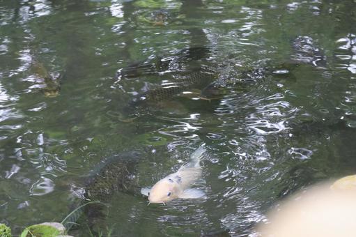 池の水面近くを泳ぐ鯉 池の水面近くを泳ぐ鯉 池,水面,近くの写真素材