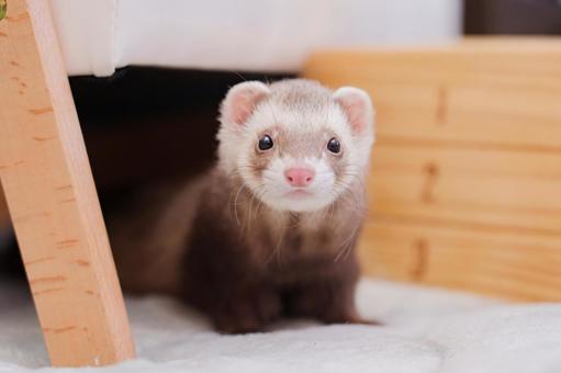 ひょっこり！ フェレット,マーシャルフェレット,かわいいの写真素材