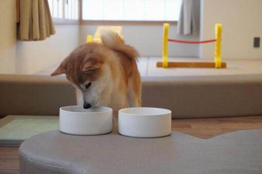 ごはん皿をのぞき込む柴犬 柴犬,犬,ペットの写真素材