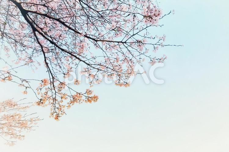 桜の枝の背景 桜,花見,春の写真素材