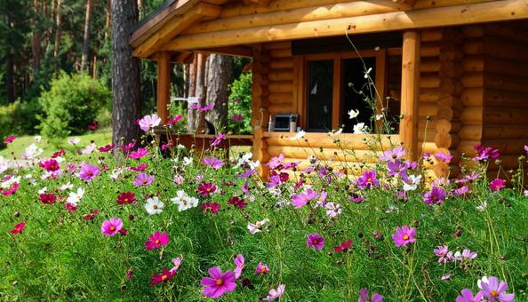 コスモスが綺麗な庭の写真