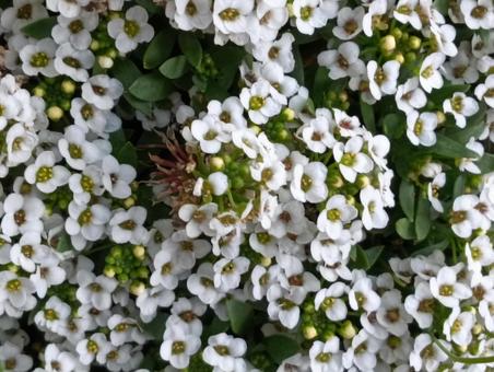 白い花 白い花の写真