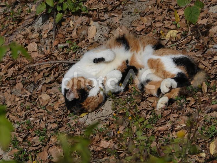 寝返りして喜びを表す猫 猫,可愛い,落ち葉の写真素材
