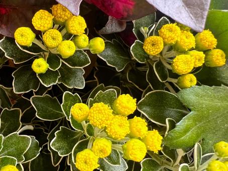 イソギク イソギク,キク,花の写真素材