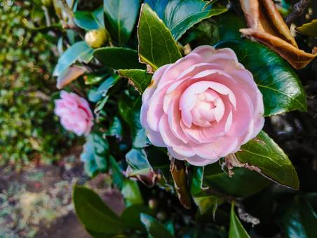 ピンクの薔薇 薔薇,ピンク,桃色の写真素材