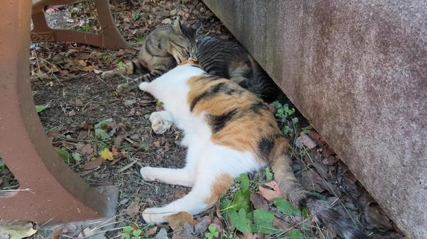 These lovey-dovey calico cats groom themselves and enjoy the cool evening breeze every day., JPG